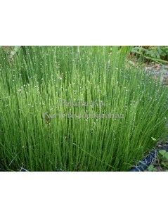 Equisetum scirpoides