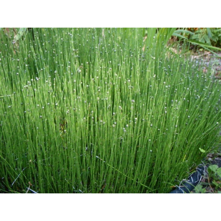 Equisetum scirpoides