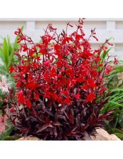 Lobélia fulgens   'Queen Victoria'