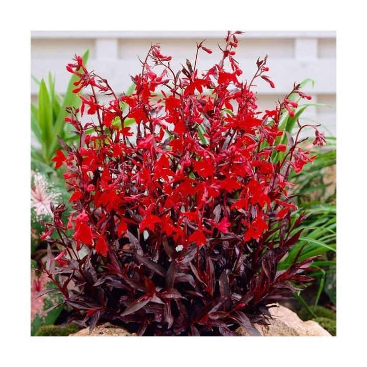 Lobélia fulgens   'Queen Victoria'