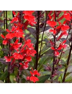 Lobélia fulgens   'Queen Victoria'