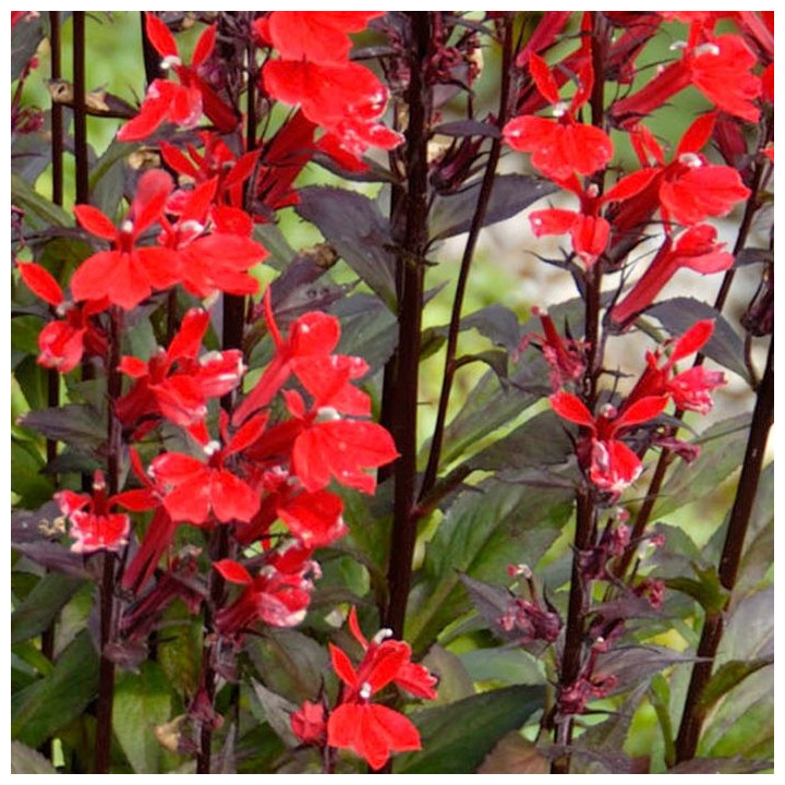 Lobélia fulgens   'Queen Victoria'