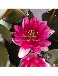 Nymphaea Perry's baby red (fara ghiveci)