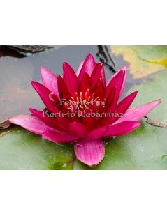 Nymphaea Perry's baby red (fara ghiveci)