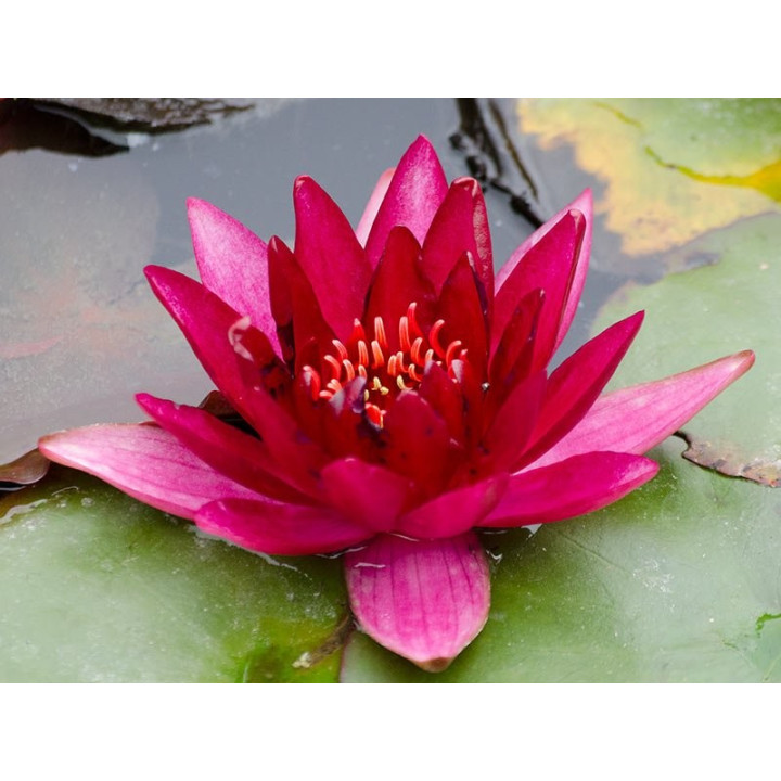 Nymphaea Perry's baby red (fara ghiveci)