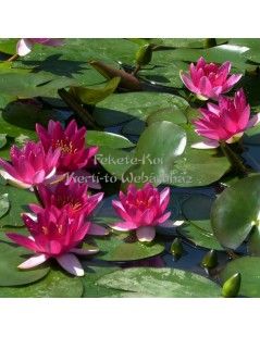 Nymphaea Perry's baby red (fara ghiveci)