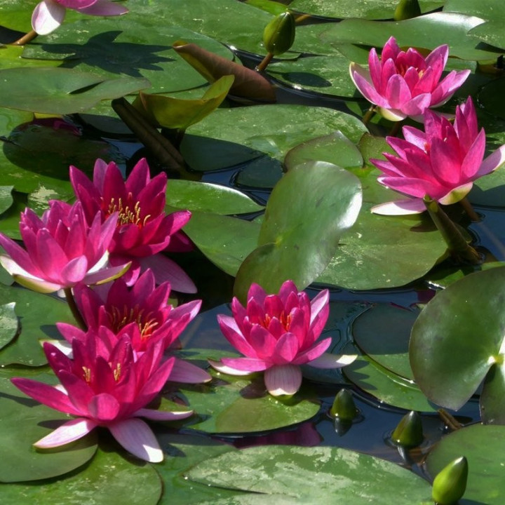 Nymphaea Perry's baby red (fara ghiveci)
