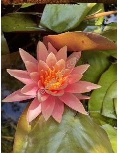 Nymphaea Colorado (fara ghiveci)