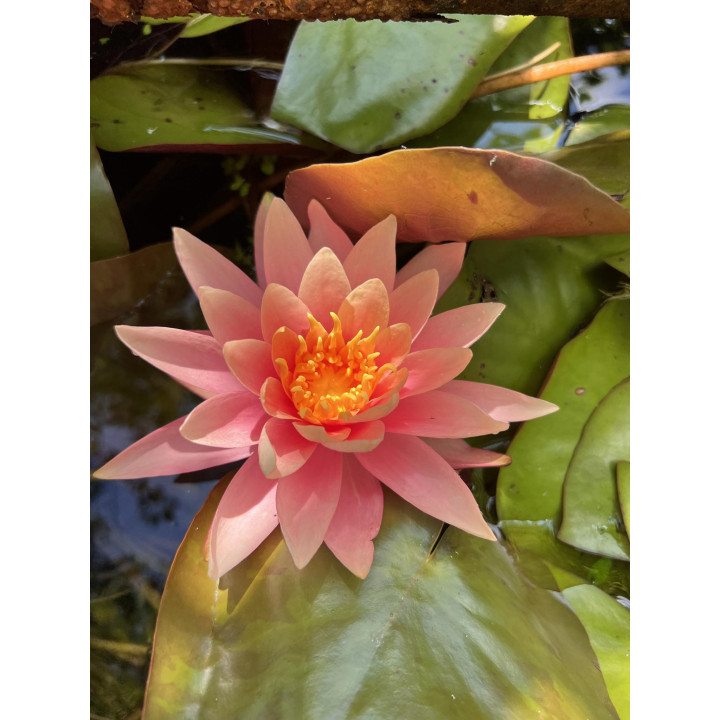 Nymphaea Colorado (fara ghiveci)