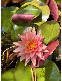 Nymphaea Colorado (fara ghiveci)