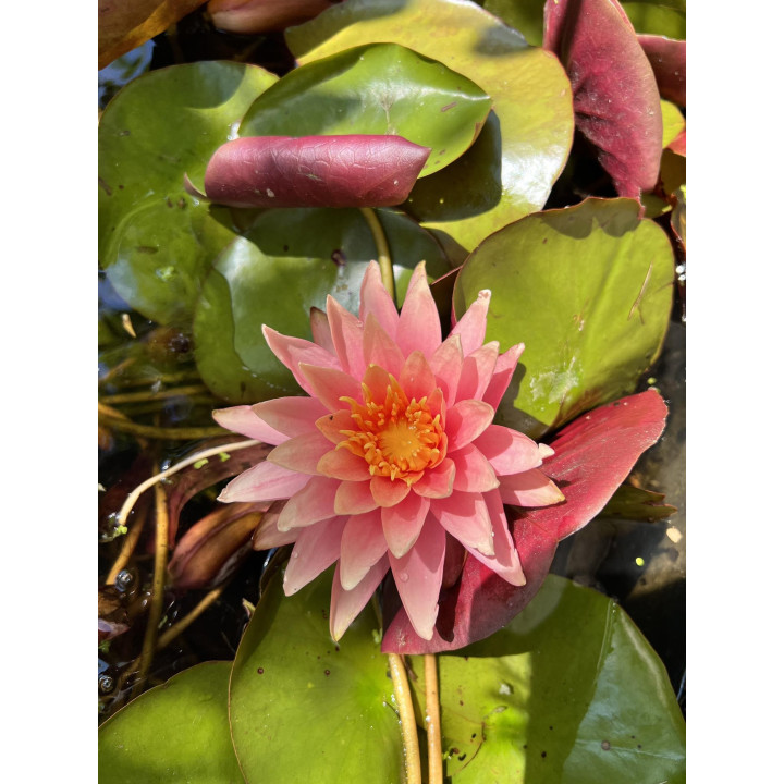 Nymphaea Colorado (fara ghiveci)