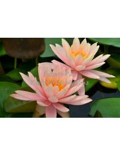 Nymphaea Colorado (fara ghiveci)