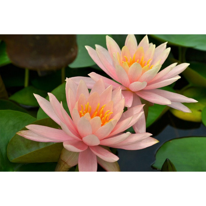 Nymphaea Colorado (fara ghiveci)