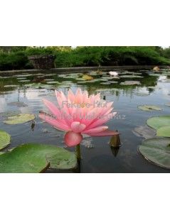 Nymphaea Colorado (fara ghiveci)