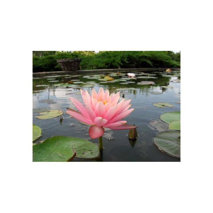 Nymphaea Colorado (fara ghiveci)