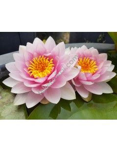 Nymphaea darwin (fara ghiveci)
