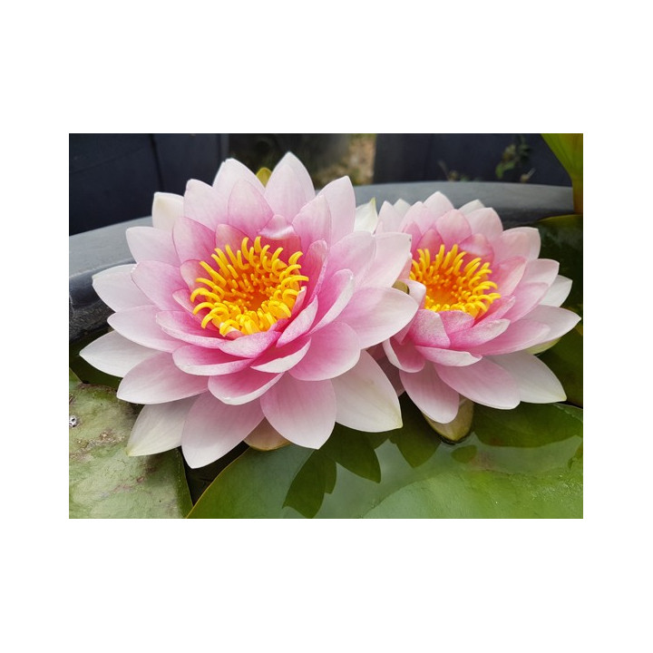 Nymphaea darwin (fara ghiveci)