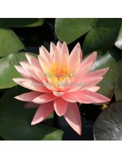 Nymphaea Sunny Pink (fara ghiveci)
