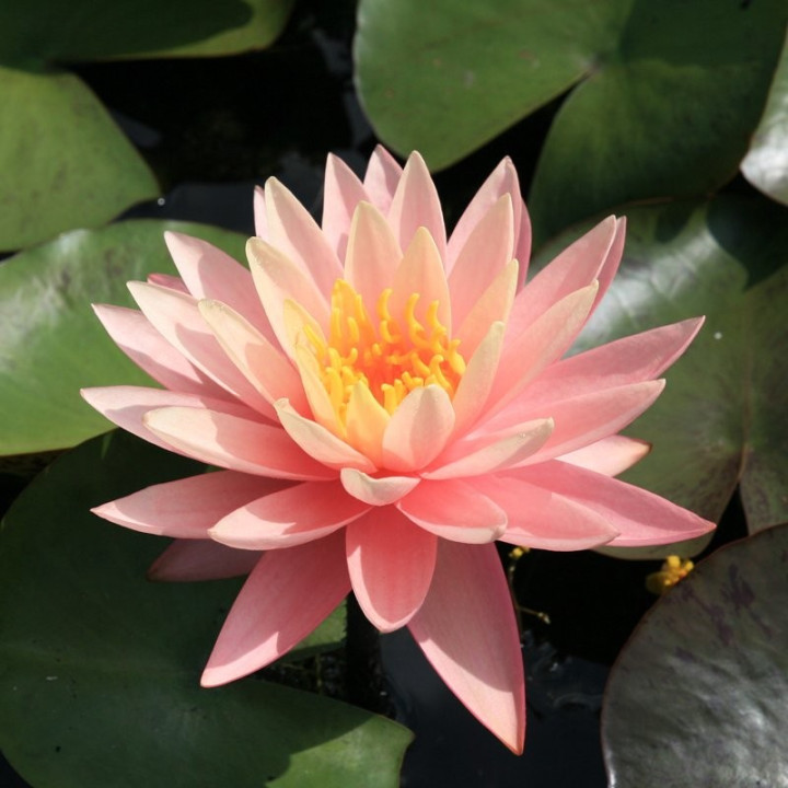 Nymphaea Sunny Pink (fara ghiveci)