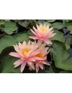 Nymphaea Sunny Pink (fara ghiveci)