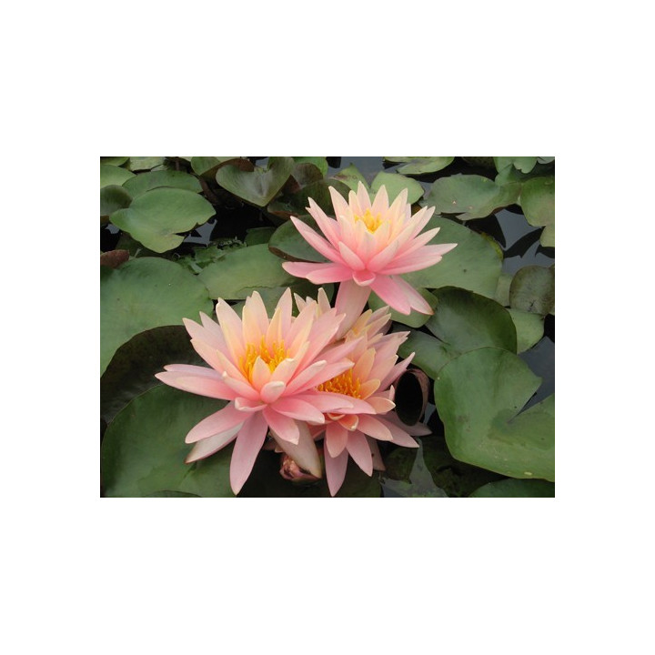 Nymphaea Sunny Pink (fara ghiveci)