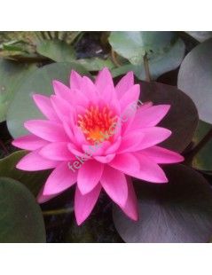 Nymphaea mayala (fara ghiveci)