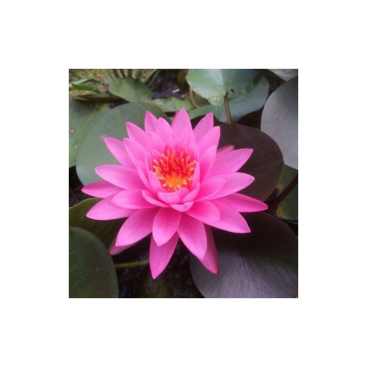 Nymphaea mayala (fara ghiveci)