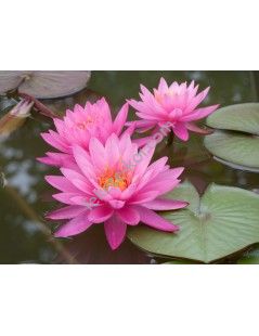 Nymphaea mayala (fara ghiveci)