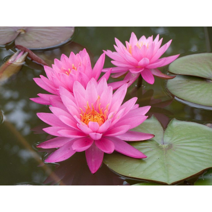 Nymphaea mayala (fara ghiveci)