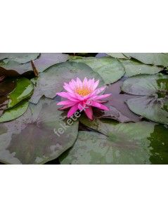 Nymphaea mayala (fara ghiveci)