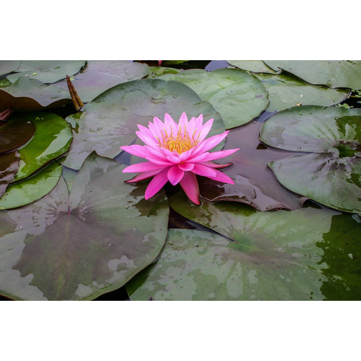 Nymphaea mayala (fara ghiveci)