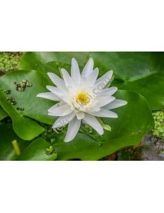 Nymphaea albatros (fara ghiveci)