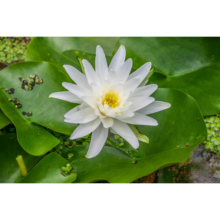 Nymphaea albatros (fara ghiveci)