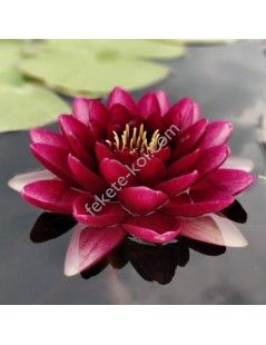 Nymphaea almost black (fara ghiveci)
