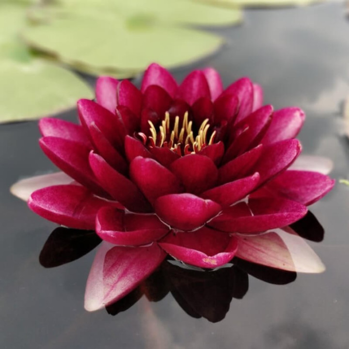 Nymphaea almost black (fara ghiveci)