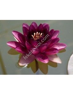 Nymphaea almost black (fara ghiveci)