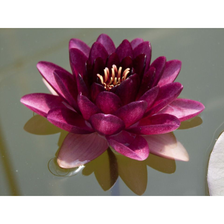 Nymphaea almost black (fara ghiveci)