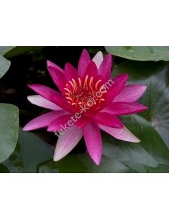 Nymphaea escarboucle (fara ghiveci)