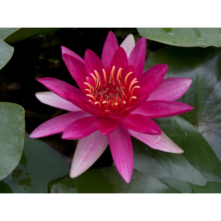 Nymphaea escarboucle (fara ghiveci)