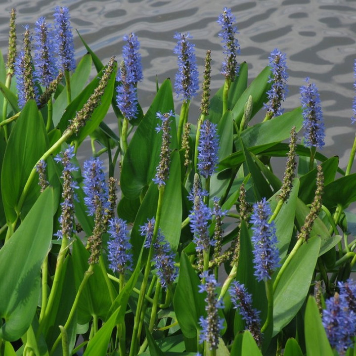 Pontederia cordata