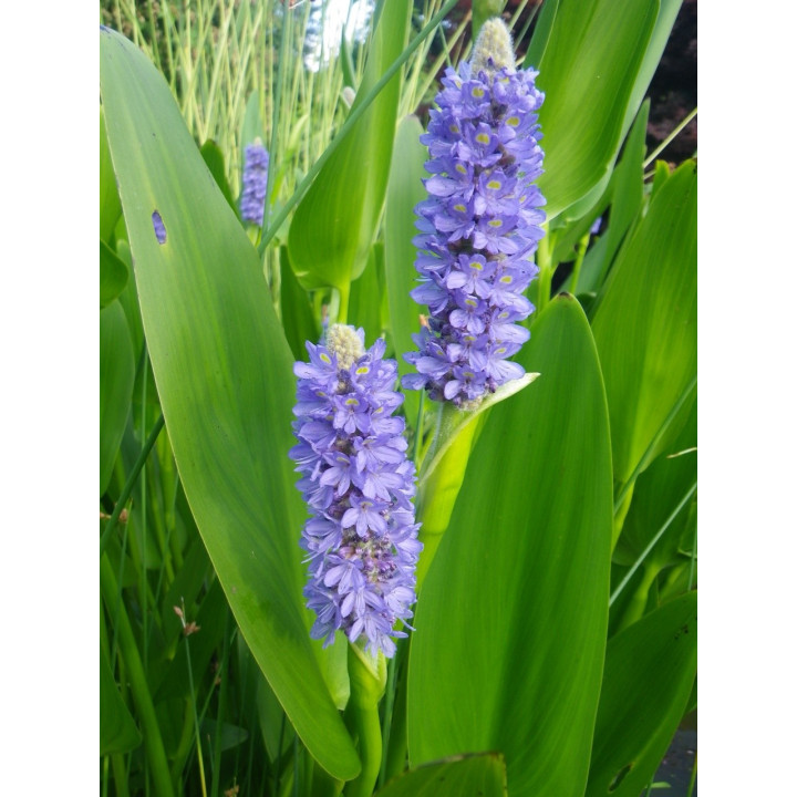 Pontederia lanceolata