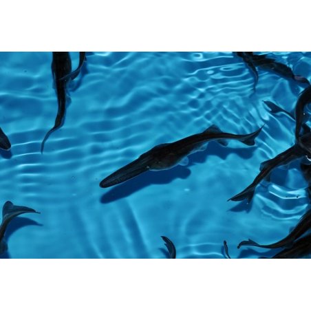 Tija de fixare agrotextil 15cm (ATS15/100)