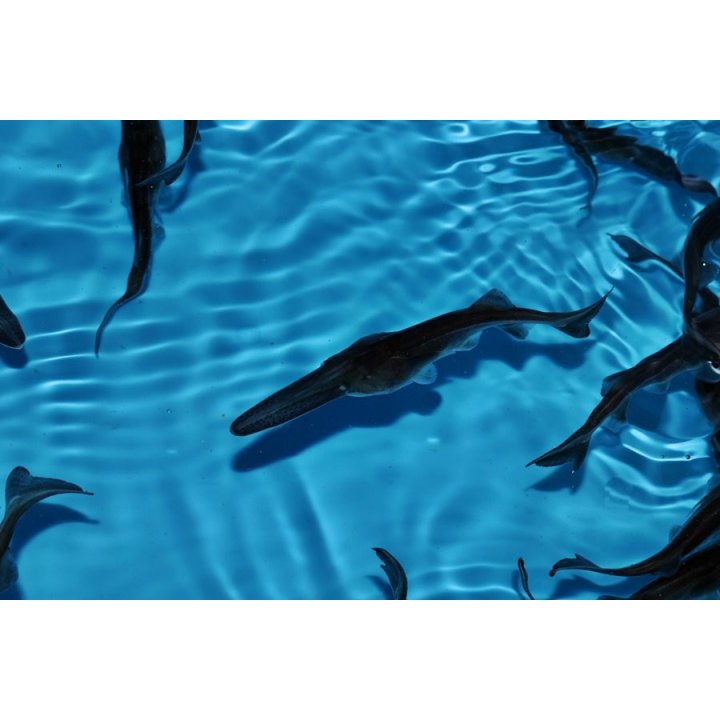 Tija de fixare agrotextil 15cm (ATS15/100)