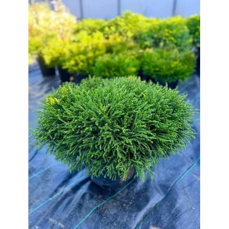 Cryptomeria Japonica Little champion / Criptomeria japoneză