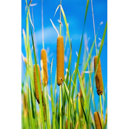 Typha Gracilis - Papură zveltă | fekete-koi.com