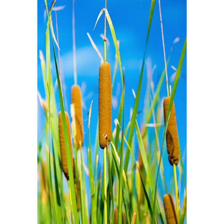 Typha Gracilis - Papură zveltă | fekete-koi.com