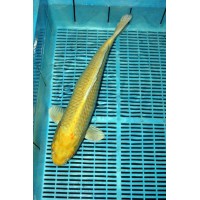 Koi szobor 32cm (színes)