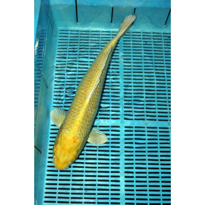 Koi szobor 32cm (színes)