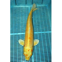 Koi szobor 32cm (színes)