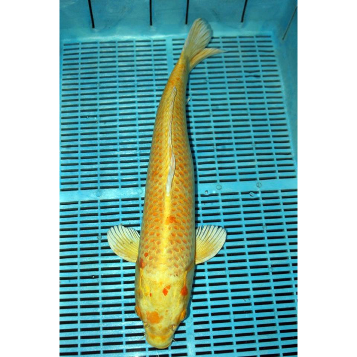 Koi szobor 32cm (színes)